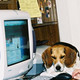 Illustration for article titled PC Sales Charts